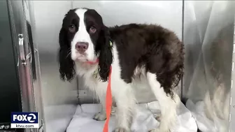 Jogger spots dog trapped under rocks at SF's Ocean Beach