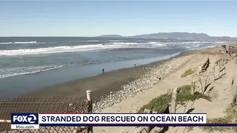 Jogger spots dog trapped under rocks at SF's Ocean Beach