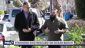 Jogger spots dog trapped under rocks at SF's Ocean Beach