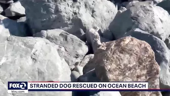 Jogger spots dog trapped under rocks at SF's Ocean Beach