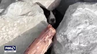 Jogger spots dog trapped under rocks at SF's Ocean Beach