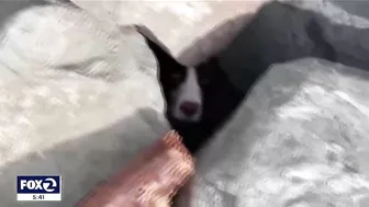 Jogger spots dog trapped under rocks at SF's Ocean Beach