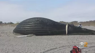 Dead whale washes ashore on Long Island beach