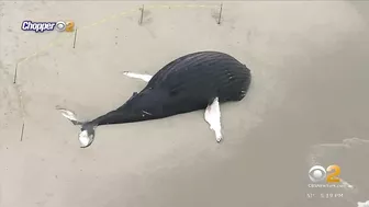 Dead whale washes ashore on Long Island beach