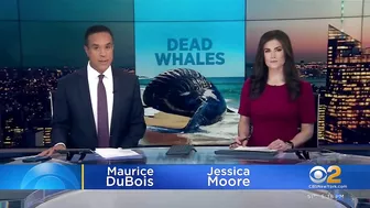 Dead whale washes ashore on Long Island beach