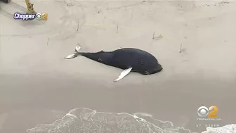 Dead whale washes ashore on Long Island beach