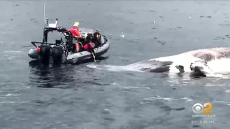 Dead whale washes ashore on Long Island beach