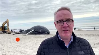 Humpback whale washes ashore on New York beach