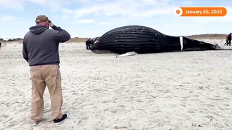 Humpback whale washes ashore on New York beach