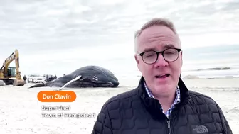 Humpback whale washes ashore on New York beach