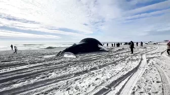 Humpback whale washes ashore on New York beach