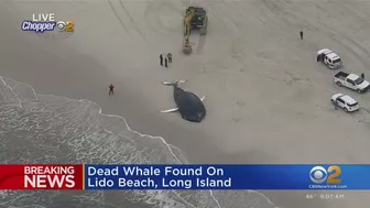 Dead whale found on Lido Beach