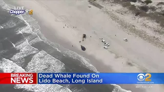 Dead whale found on Lido Beach