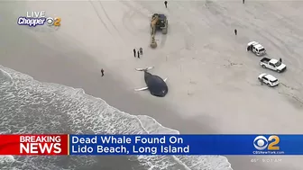 Dead whale found on Lido Beach