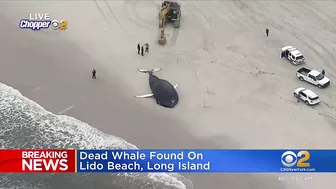 Dead whale found on Lido Beach