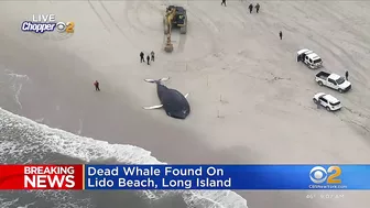 Dead whale found on Lido Beach