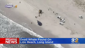 Dead whale found on Lido Beach