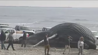 Dead whale found Long Island beach