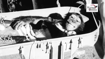 World's First Ape to Travel Space in 1961 | Space Hero 'Chimpanzee Ham' | Ham The Chimp Story | NASA