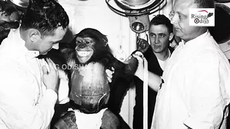 World's First Ape to Travel Space in 1961 | Space Hero 'Chimpanzee Ham' | Ham The Chimp Story | NASA