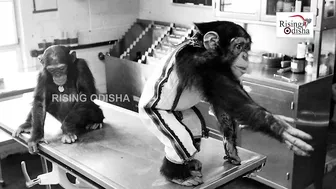 World's First Ape to Travel Space in 1961 | Space Hero 'Chimpanzee Ham' | Ham The Chimp Story | NASA