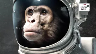 World's First Ape to Travel Space in 1961 | Space Hero 'Chimpanzee Ham' | Ham The Chimp Story | NASA