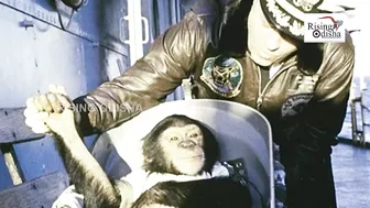 World's First Ape to Travel Space in 1961 | Space Hero 'Chimpanzee Ham' | Ham The Chimp Story | NASA