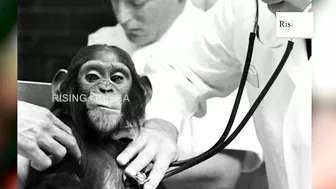 World's First Ape to Travel Space in 1961 | Space Hero 'Chimpanzee Ham' | Ham The Chimp Story | NASA