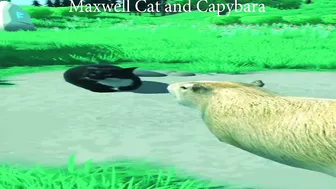 maxwell cat Funny Compilation