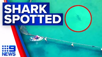 Shark spotted swimming inside netted pool at Manly beach, Sydney | 9 News Australia