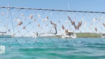 Shark spotted swimming inside netted pool at Manly beach, Sydney | 9 News Australia