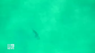 Shark spotted swimming inside netted pool at Manly beach, Sydney | 9 News Australia