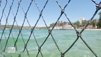 Shark spotted swimming inside netted pool at Manly beach, Sydney | 9 News Australia