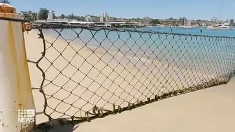 Shark spotted swimming inside netted pool at Manly beach, Sydney | 9 News Australia