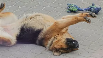 Owczarek robi poranny stretching ????‍???????????? Cute dog doing morning stretching