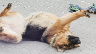 Owczarek robi poranny stretching ????‍???????????? Cute dog doing morning stretching