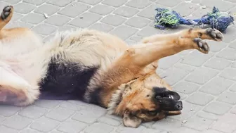 Owczarek robi poranny stretching ????‍???????????? Cute dog doing morning stretching