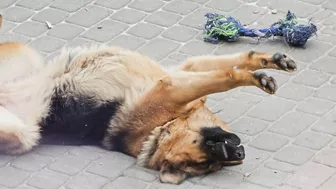 Owczarek robi poranny stretching ????‍???????????? Cute dog doing morning stretching