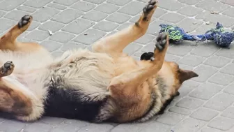 Owczarek robi poranny stretching ????‍???????????? Cute dog doing morning stretching