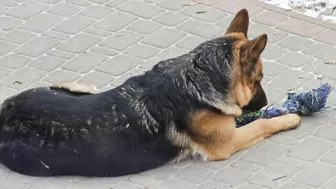 Owczarek robi poranny stretching ????‍???????????? Cute dog doing morning stretching