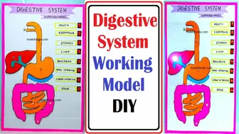 human digestive working model science project exhibition - simple and easy - diy | howtofunda