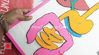 human digestive working model science project exhibition - simple and easy - diy | howtofunda