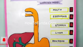 human digestive working model science project exhibition - simple and easy - diy | howtofunda