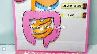 human digestive working model science project exhibition - simple and easy - diy | howtofunda