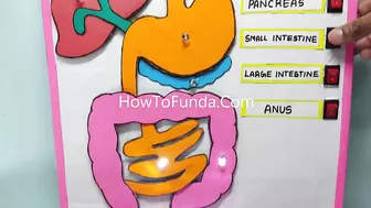 human digestive working model science project exhibition - simple and easy - diy | howtofunda