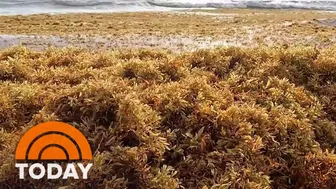 Massive seaweed bloom heads for Florida beaches