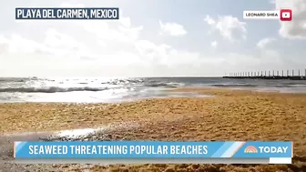 Massive seaweed bloom heads for Florida beaches