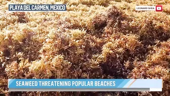 Massive seaweed bloom heads for Florida beaches