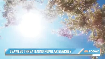 Massive seaweed bloom heads for Florida beaches