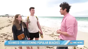 Massive seaweed bloom heads for Florida beaches